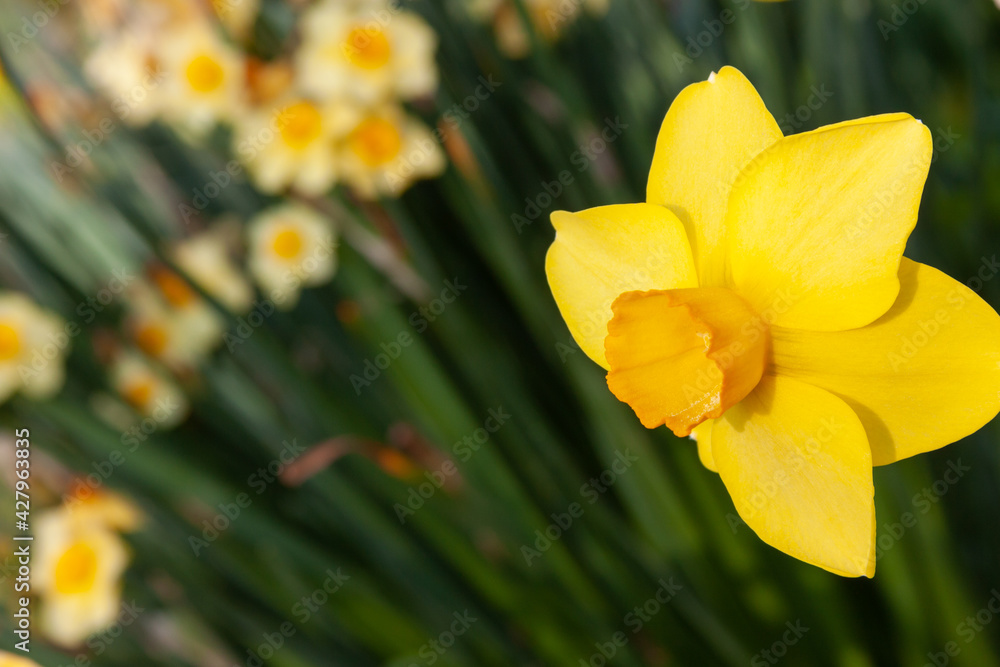 Fototapeta premium yellow daffodils in spring