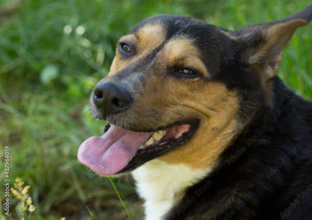 dog, animal, pet, shepherd, german, canine, portrait, german shepherd, cute, puppy, friend, mammal, domestic, alsatian, fur, brown, breed, black, tongue, green, grass, sitting, nature, purebred, pets