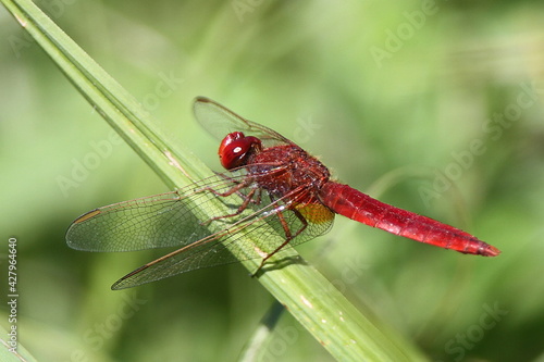 libellule écarlate mâle