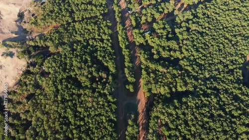 close up of green carpet. forest. woods. way. 4k.