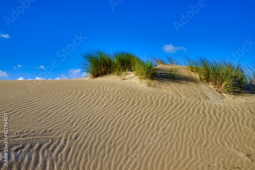 Waves in the sand of dunes with some vegetation