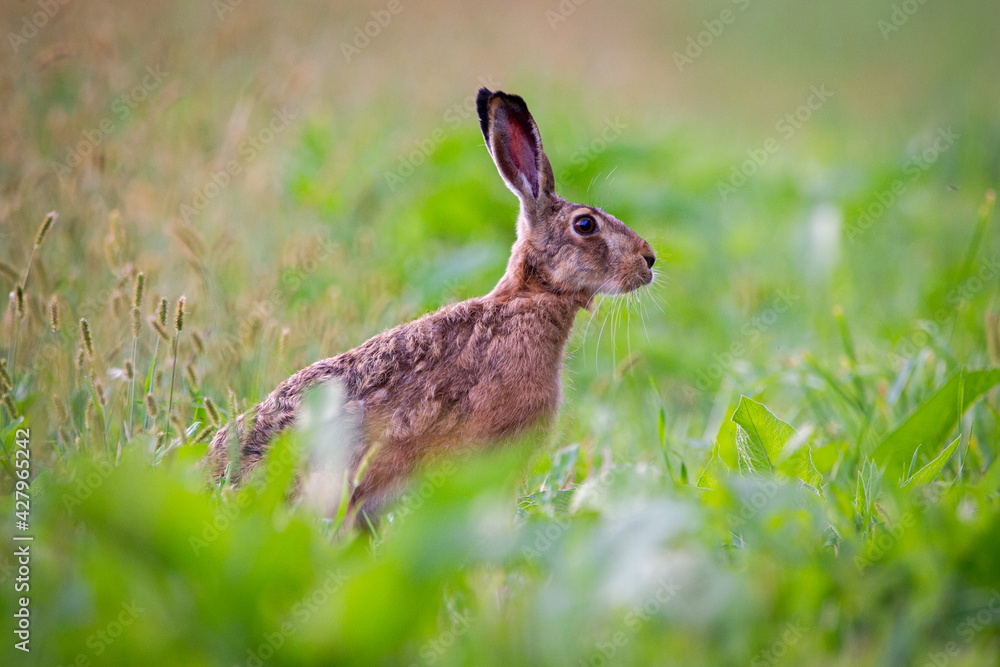 Fototapeta premium rabbit in the grass
