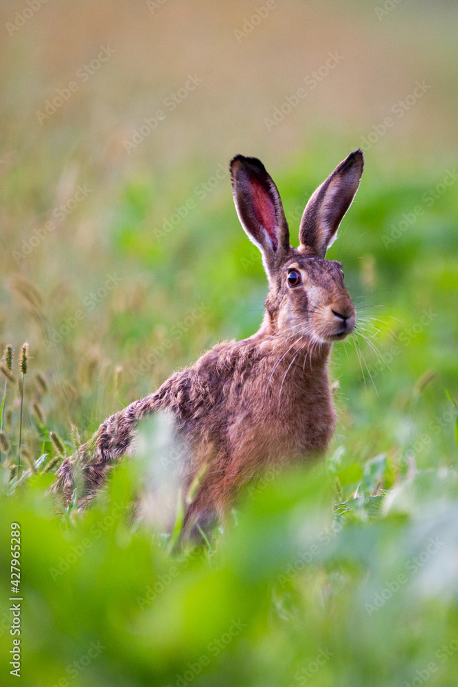 Fototapeta premium rabbit in the grass