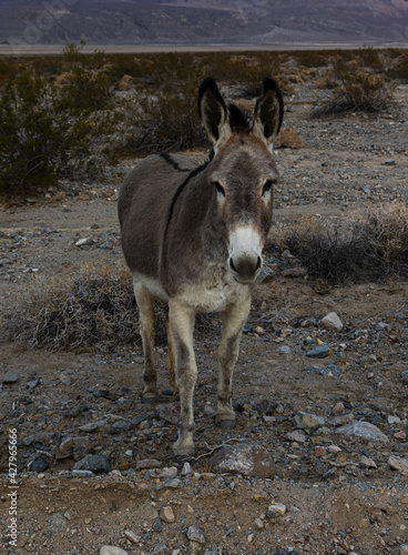 a brown mule standing on top of a dirt field