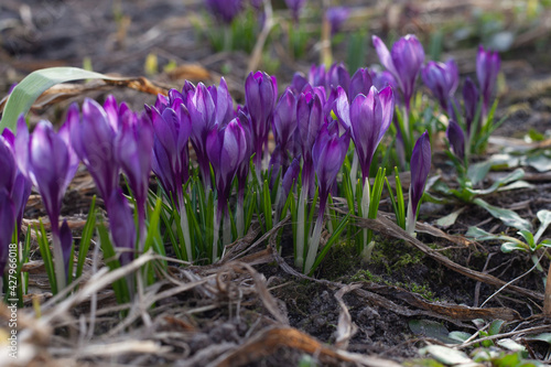 A large group of blue crocuses grow in the spring