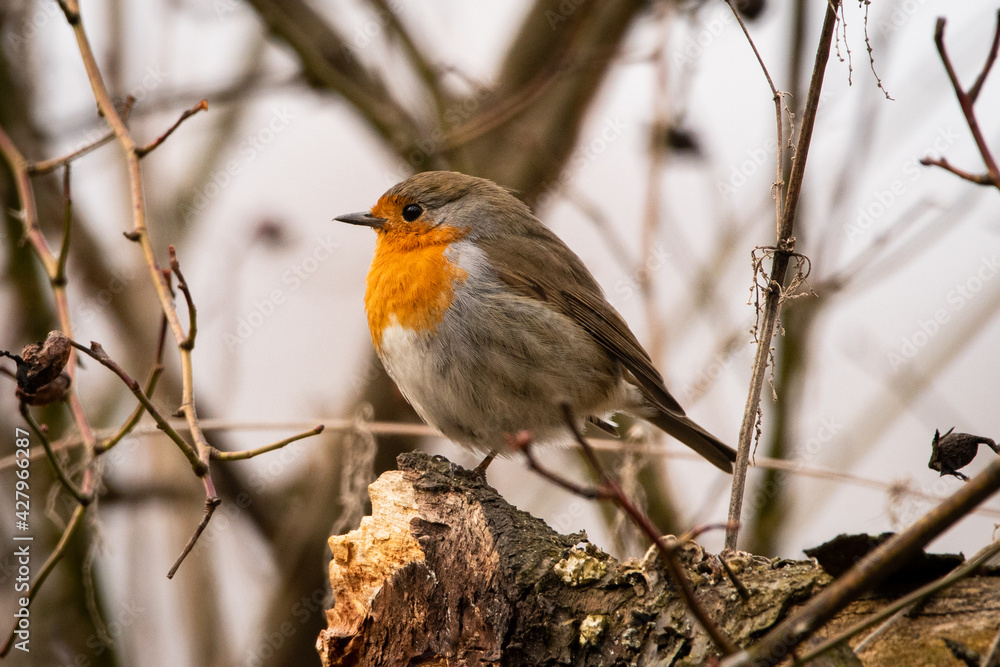 Red robin on tree Red robin on tree