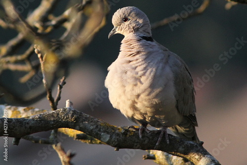 tourterelle turque avant le coucher