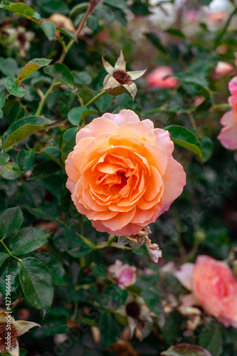 Close up fo unusually beautiful rose blooming on a bush in the garden. Gardening concept.
