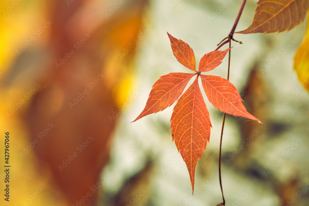 Obraz premium Autumn orange leaves. Nature background.