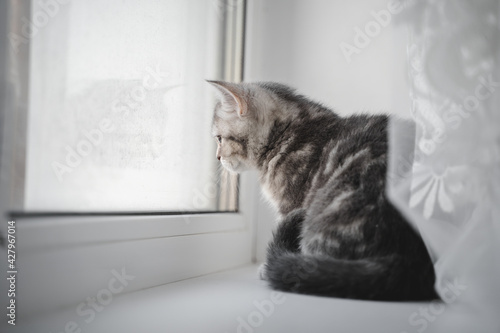 Little scottish tabby kitten sits on the windowsill