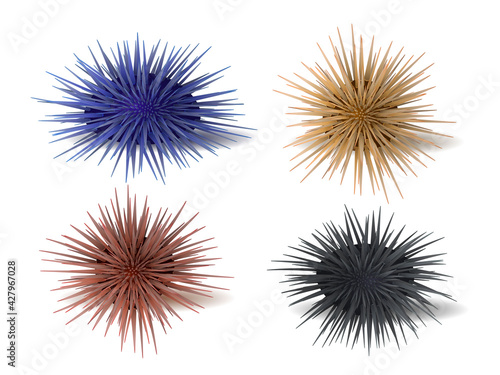 Set of sea hedgehogs or urchin of blue, red, yellow and black colors. Sea urchin illustration, drawing, engraving, ink, line art