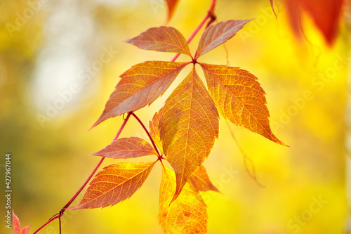 Autumn orange leaves. Nature background.