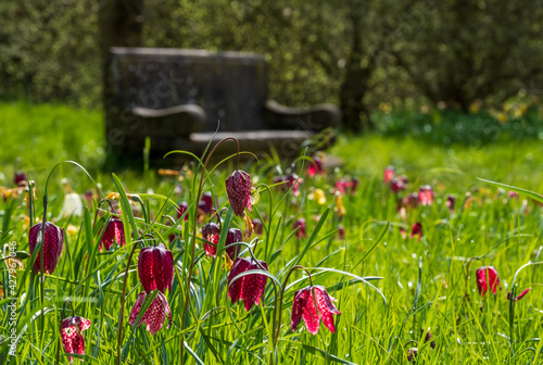 Snake's head fritillary flowers growing wild in Magdalen Meadow which runs along the bank of River Cherwell in Oxford, Oxfordshire UK. The purple chequered flowers are rare and endangered. photo