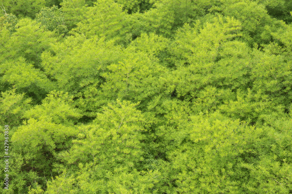 The picture from the top view of leaf green bamboo is the background from nature, seamless leaf bamboo pattern. The picture from the top view of leaf green bamboo is the background from nature, seamless leaf bamboo pattern.