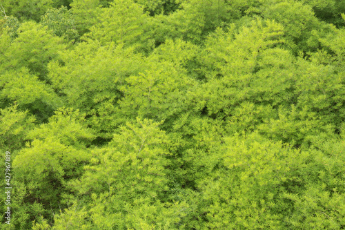 The picture from the top view of leaf green bamboo is the background from  nature, seamless leaf bamboo pattern. © WP_7824