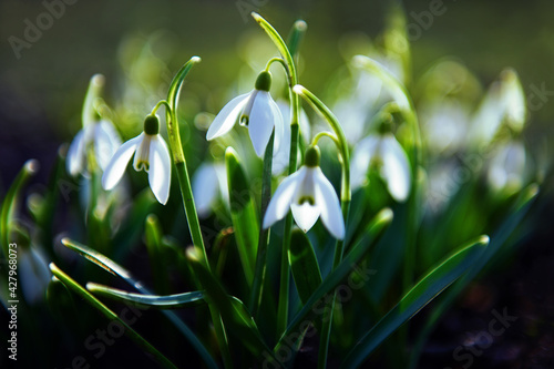 Snowdrop in the spring
