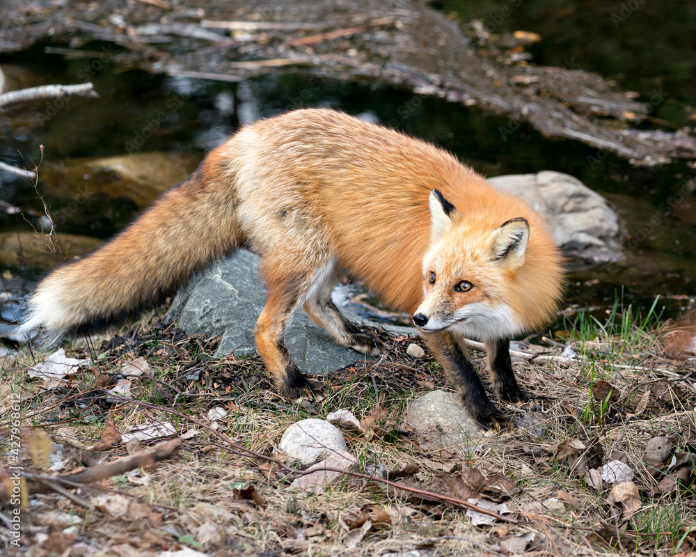 Red Fox Photo Stock. Fox Image. Close-up profile view by the water in the spring season with blur water and rocks background in its environment and habitat. Picture. Portrait. Red Fox Photo Stock. Fox Image. Close-up profile view by the water in the spring season with blur water and rocks background in its environment and habitat. Picture. Portrait.