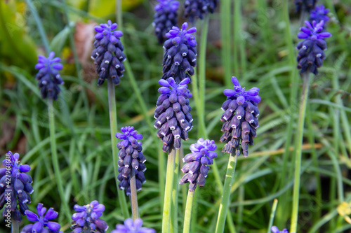 Little purple flowers with blue