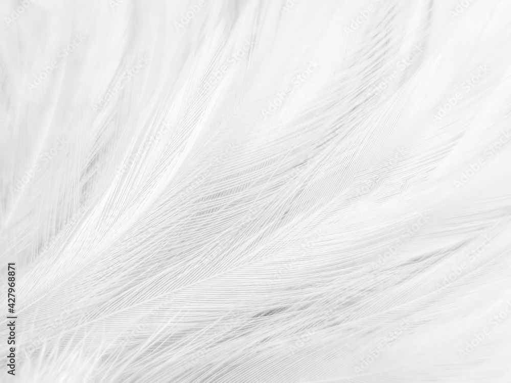 Obraz premium Beautiful abstract gray feathers on white background, soft white feather texture on white texture pattern, light pink theme wallpaper, black feather background, white gradient frame banners