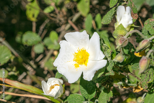 Cistus Monspeliensis plant and white flores in a Mediterranean forest. Wild flora in south Europe. photo