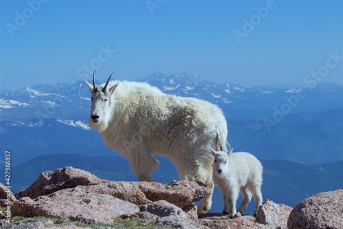 mountain goat mother and baby in the mountains