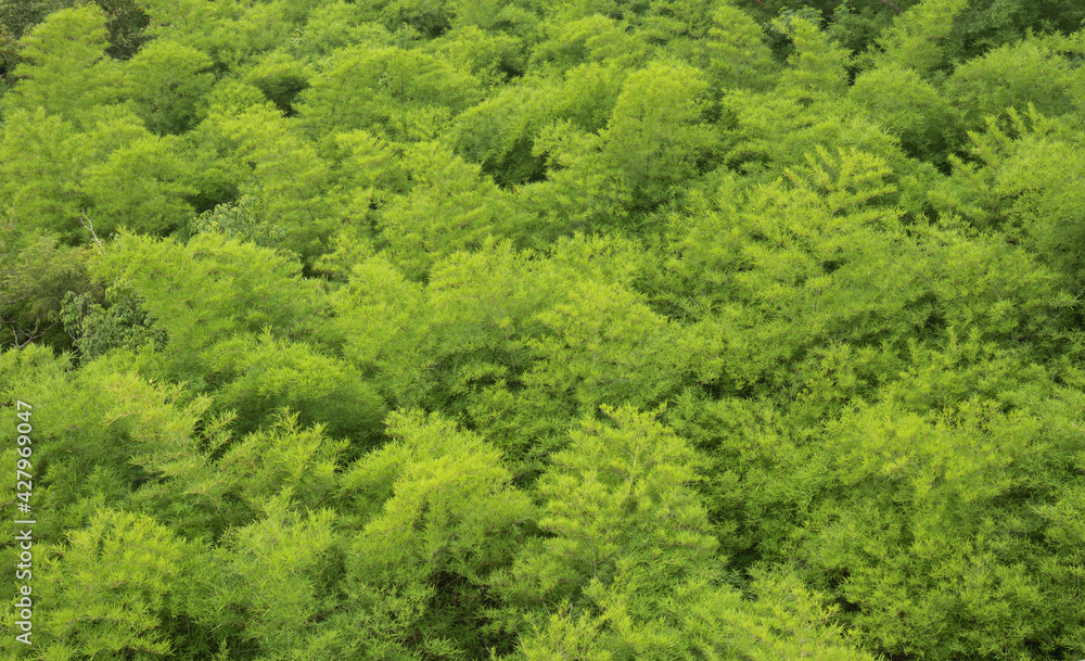 The picture from the top view of leaf green bamboo is the background from nature, seamless leaf bamboo pattern. The picture from the top view of leaf green bamboo is the background from nature, seamless leaf bamboo pattern.