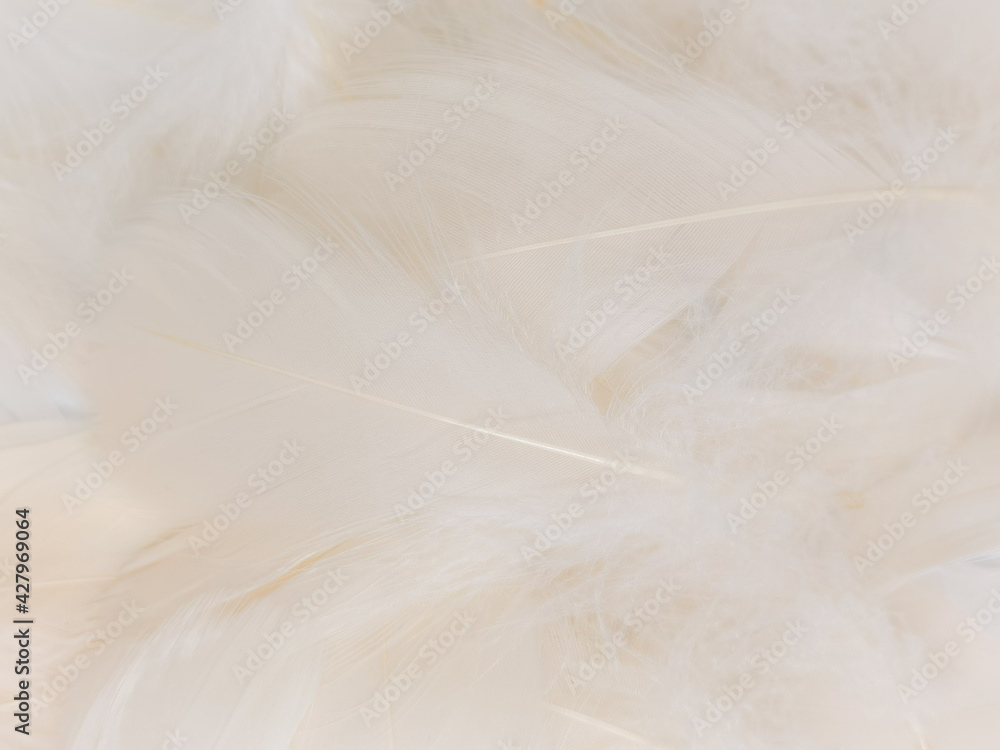 Beautiful abstract gray feathers on white background, soft white feather texture on white texture pattern, light pink theme wallpaper, black feather background, white gradient frame banners Beautiful abstract gray feathers on white background, soft white feather texture on white texture pattern, light pink theme wallpaper, black feather background, white gradient frame banners