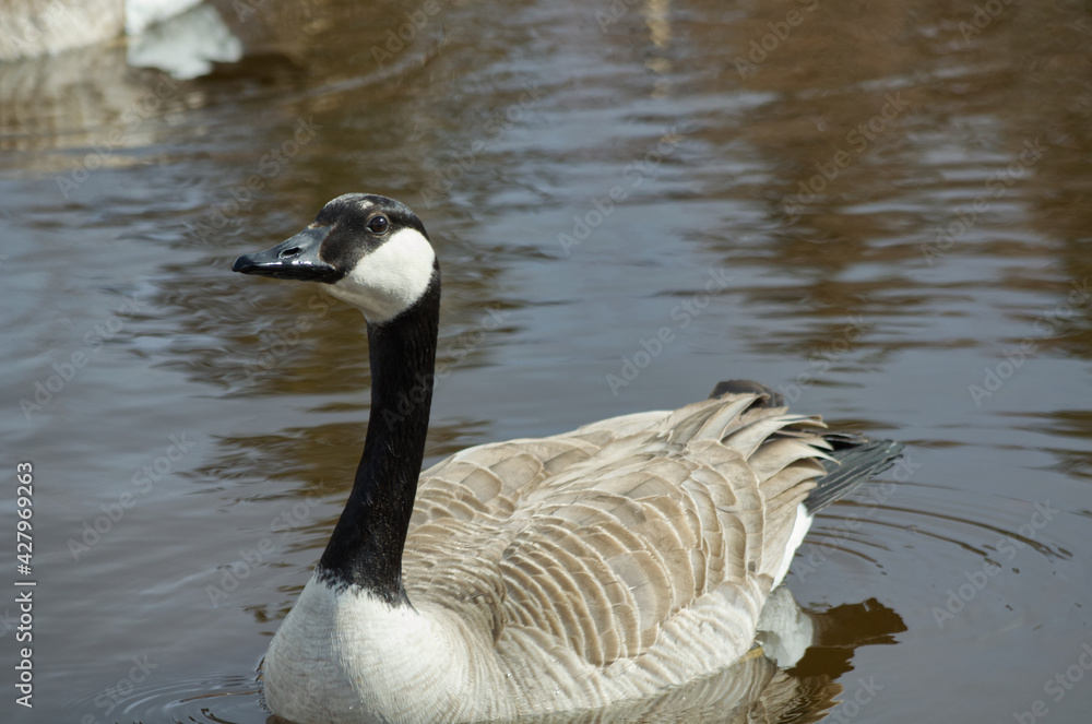 Canada Goose (Branta Canadensis) in a Pond