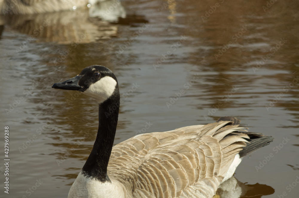 Canada Goose (Branta Canadensis) in a Pond