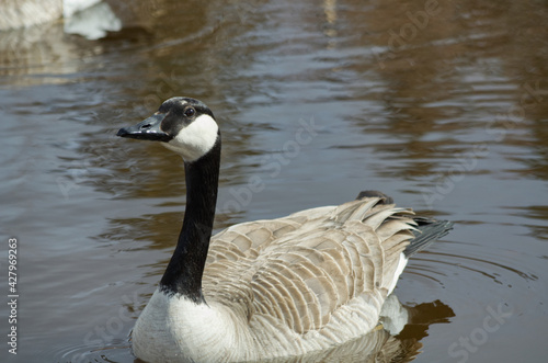 Canada Goose (Branta Canadensis) in a Pond