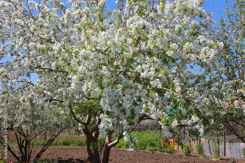 blooming tree in spring