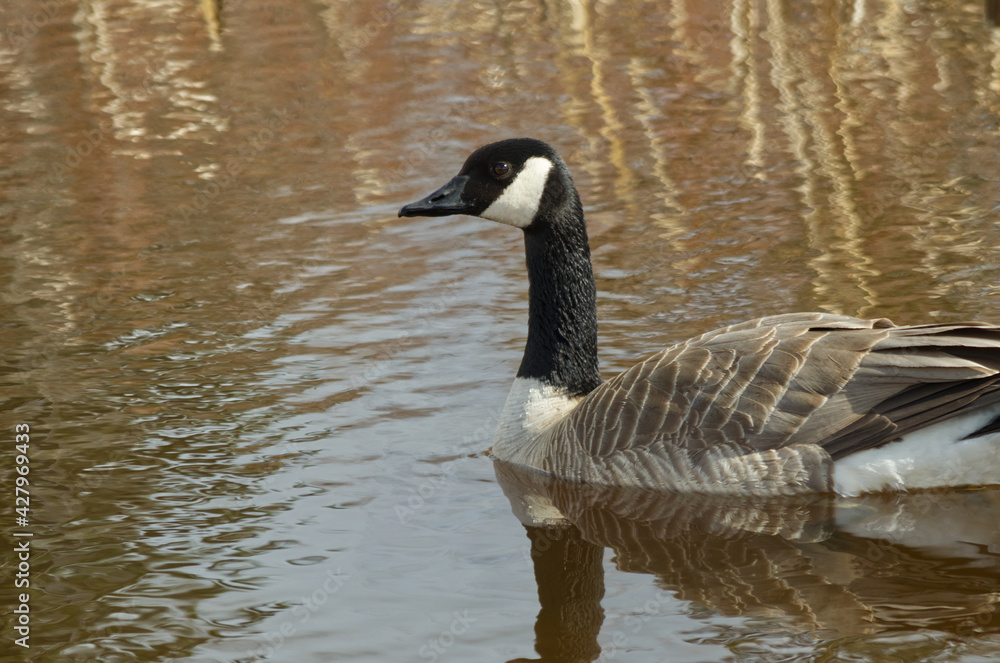 Canada Goose (Branta Canadensis) in a Pond Canada Goose (Branta Canadensis) in a Pond