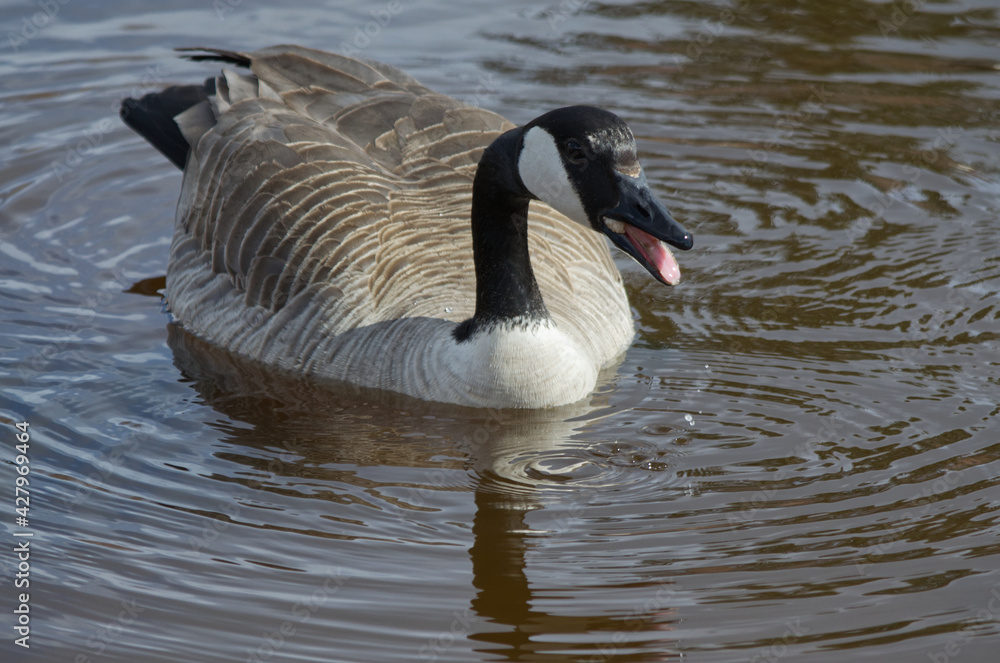 Canada Goose (Branta Canadensis) in a Pond Canada Goose (Branta Canadensis) in a Pond