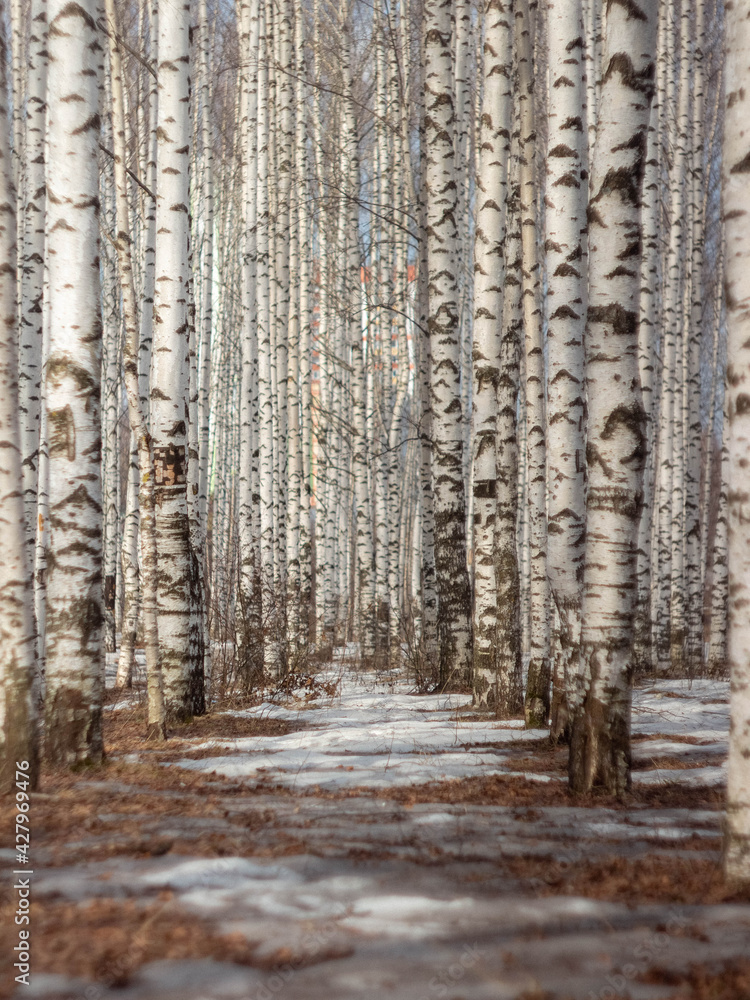 Fototapeta premium forest in winter