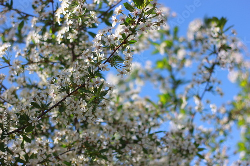 blooming cherry tree