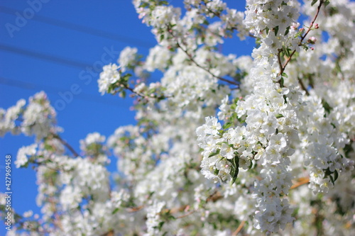 blooming tree in spring