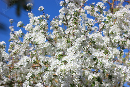 blossoming tree in spring
