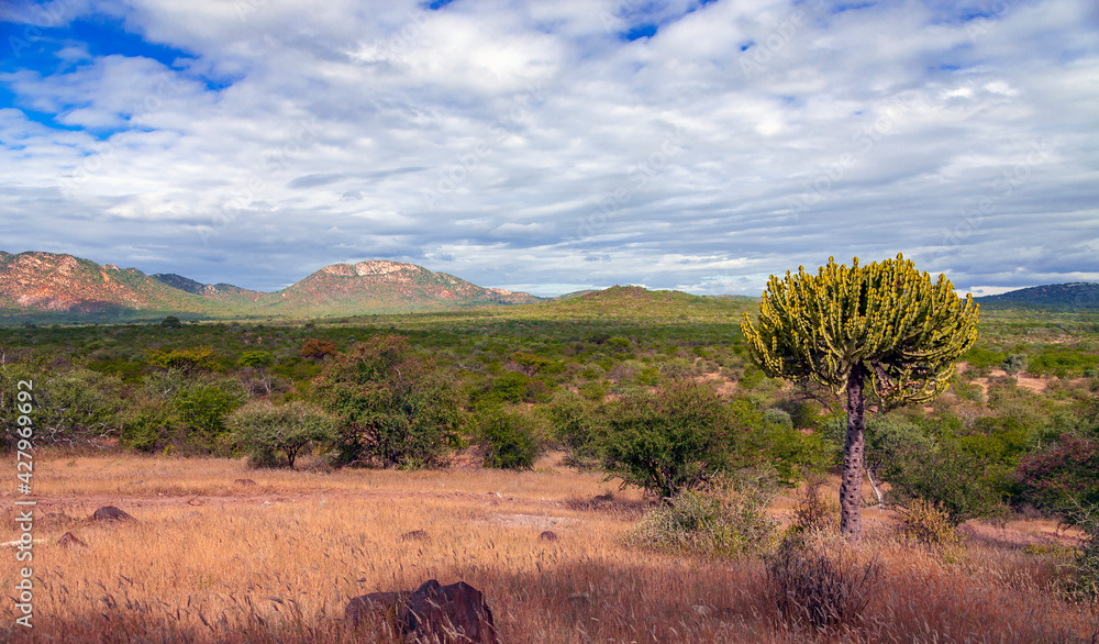 Landscape of hilly African savanna with wild candelabra tree. Landscape of hilly African savanna with wild candelabra tree.