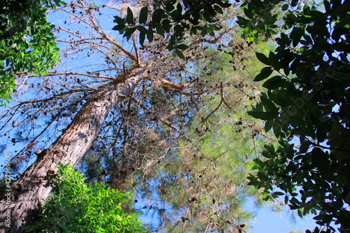 blue sky and tree