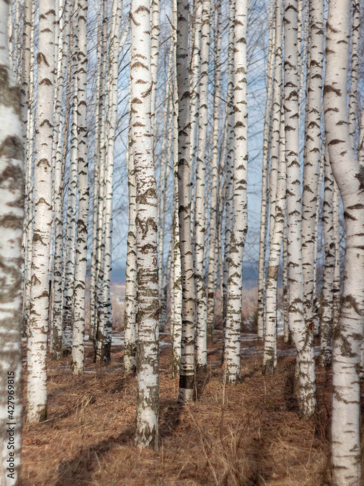 Obraz premium birch forest in winter