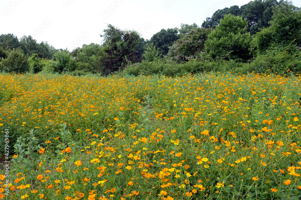 A Field of Wildflowers in Raleigh, North Carolina A Field of Wildflowers in Raleigh, North Carolina