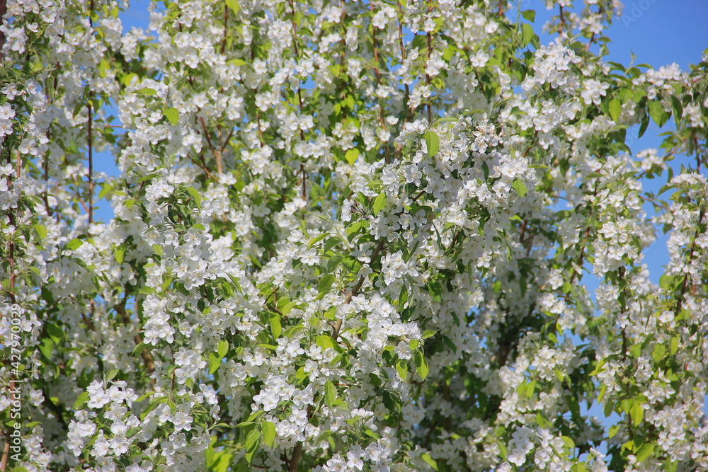 flowers in the field flowers in the field
