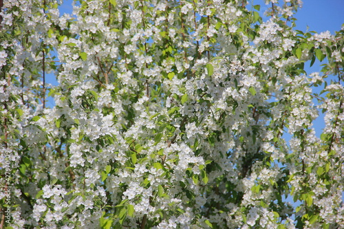 flowers in the field