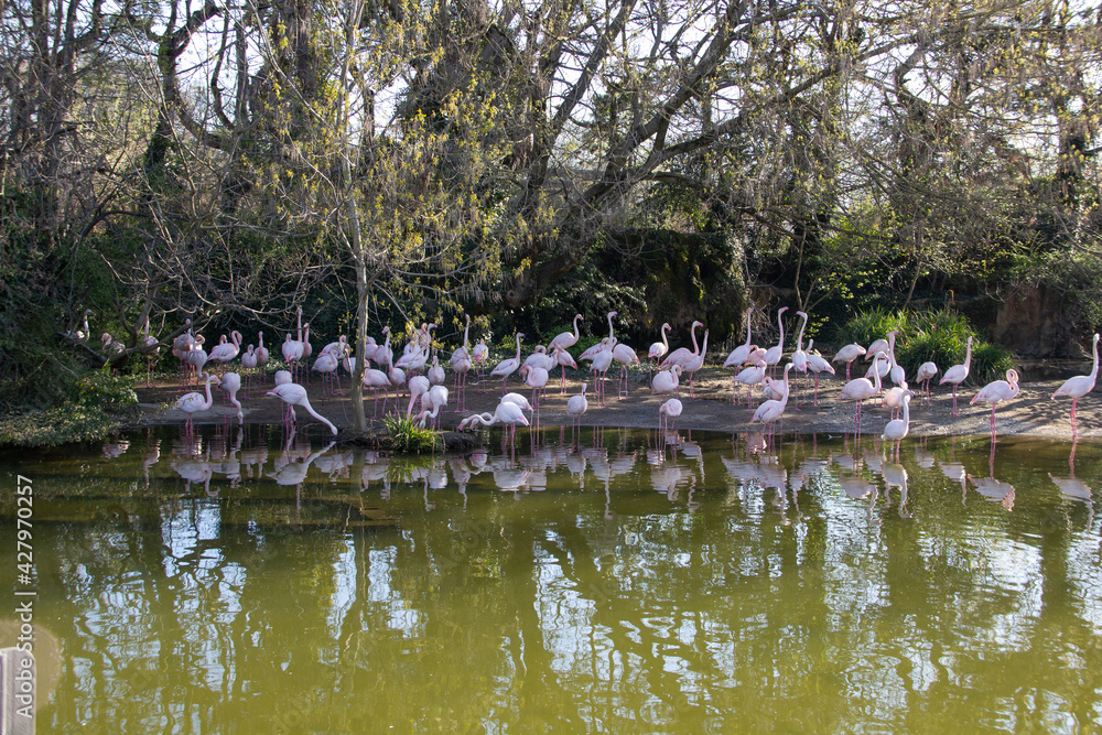 Pink flamingos on the lake