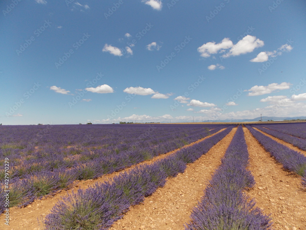 Obraz premium lavande