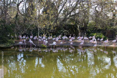 Pink flamingos on the lake © Ludia