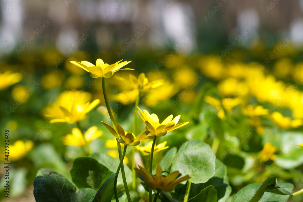 spring flowers, early spring, yellow flowers, macro photography spring flowers, early spring, yellow flowers, macro photography