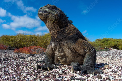 Fototapeta Naklejka Na Ścianę i Meble -  Marine Iguana on Isabela Island Galapagos