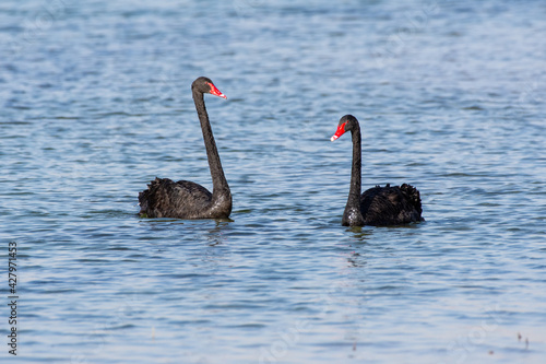 A pair of of introduced Black Swans (Cygnus atratus) swimming in Al Qudra Lake in Dubai, UAE.
