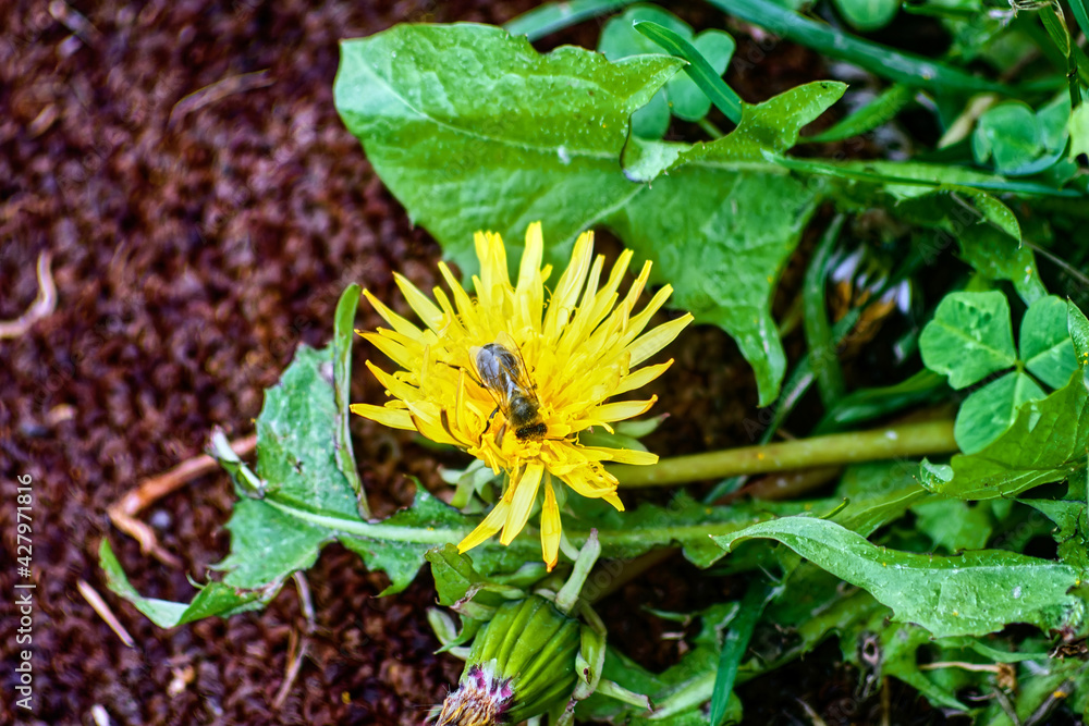 Bee collects pollen from yellow flower Bee collects pollen from yellow flower